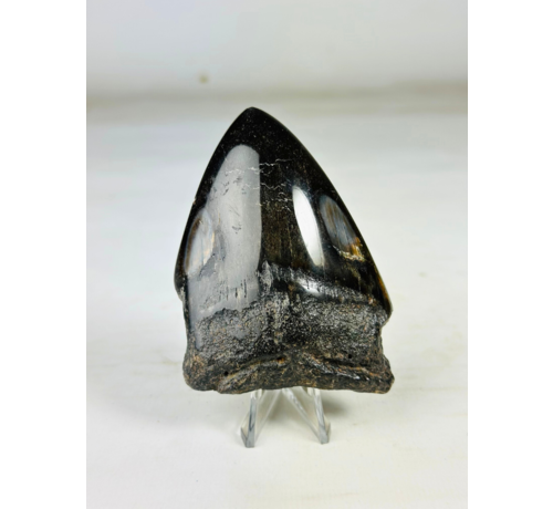 Dent de Megalodon polis "Dark Sea" (US) - 9.1 cm