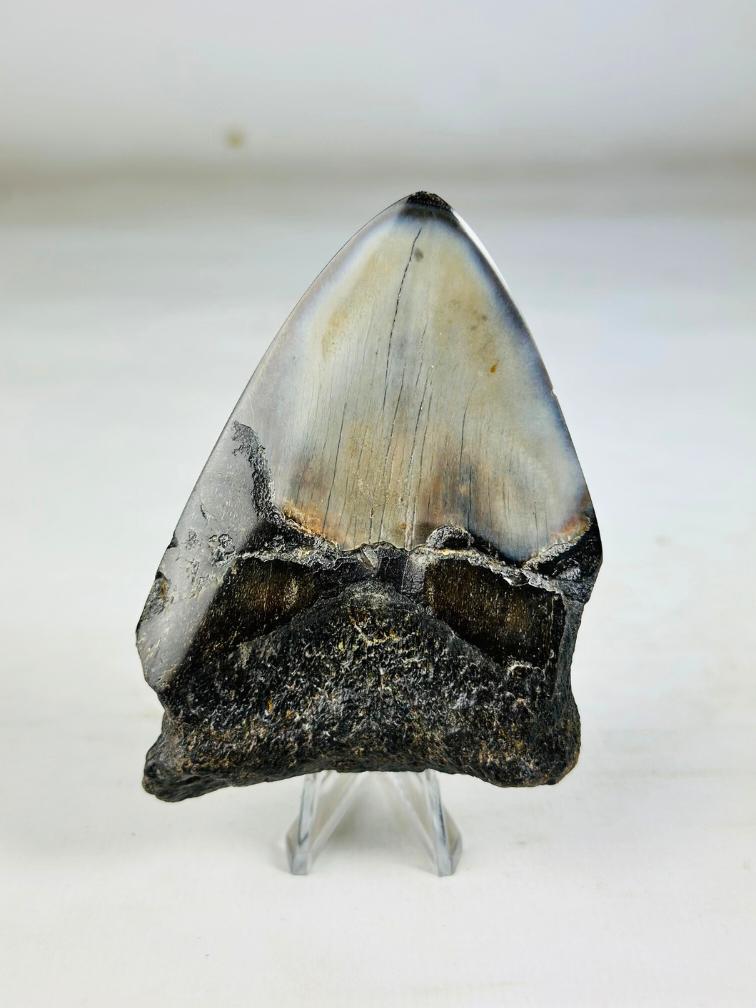 Megalodon tooth polished 'Dark Sea' (US) - 9.1 cm