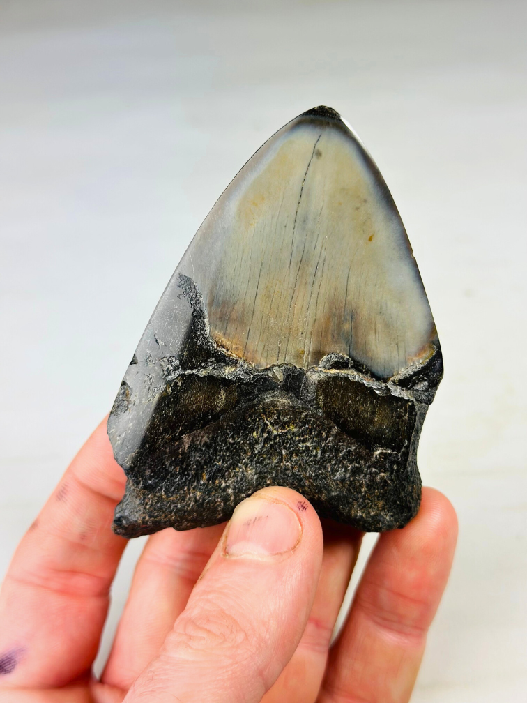 Diente de Megalodon pulido 'Dark Sea' (US) - 9.1 cm