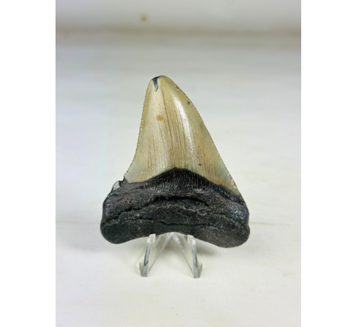 Diente de Megalodon "The Beast" (US) - 7,8 cm (3,07 inch)