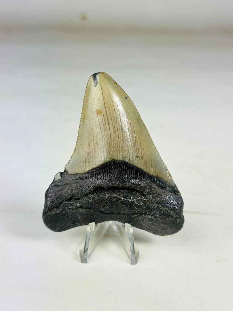 Dent de mégalodon "The Beast" (US) - 7,8 cm (3,07 inch)