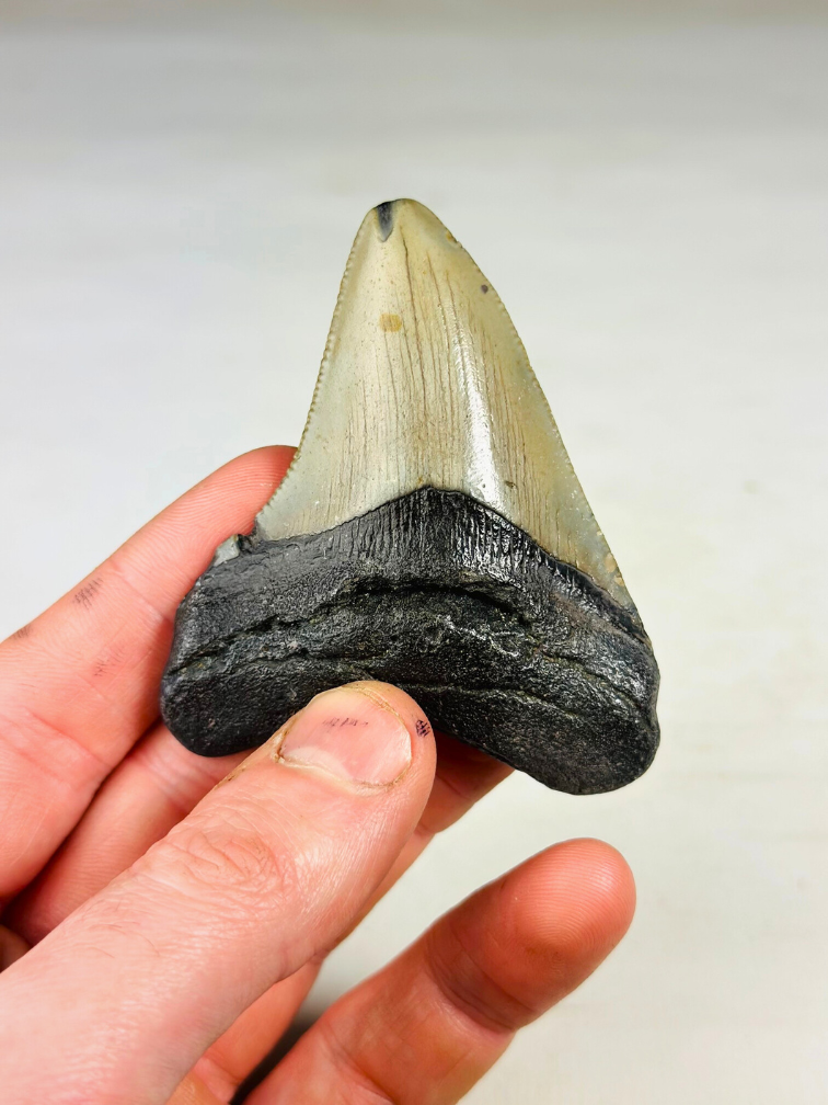 Megalodon tooth "The Beast" (US) - 7,8 cm (3,07 inch)