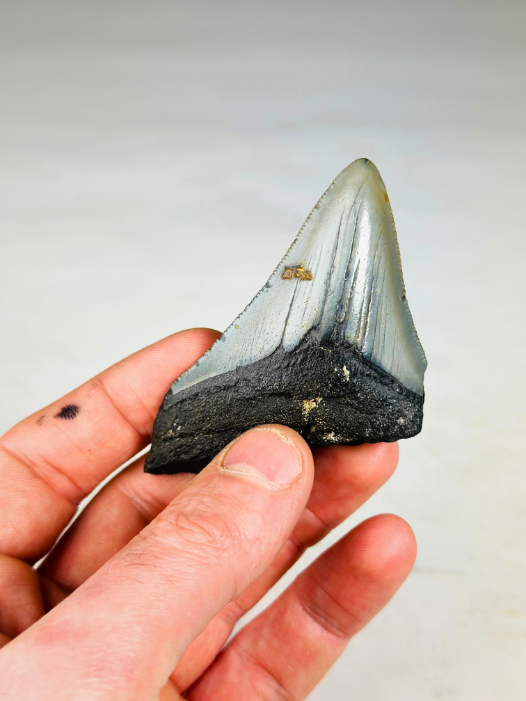 Megalodon Tooth "Niflheim's Danger" (US) - 7,7 cm