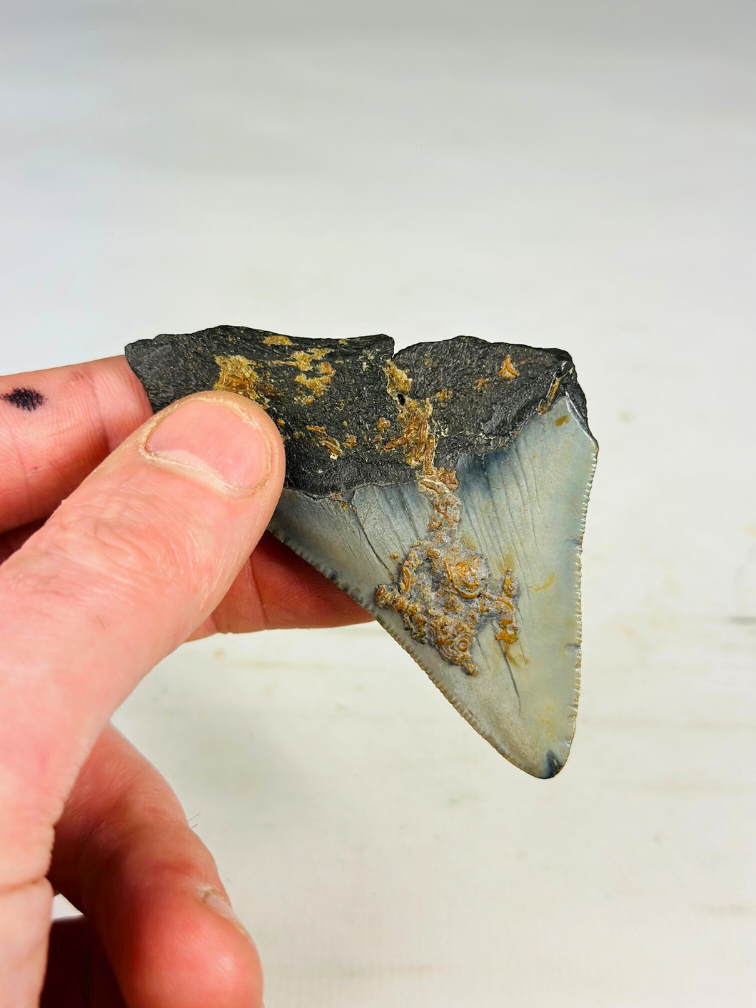 Megalodon Tooth "Niflheim's Danger" (US) - 7,7 cm