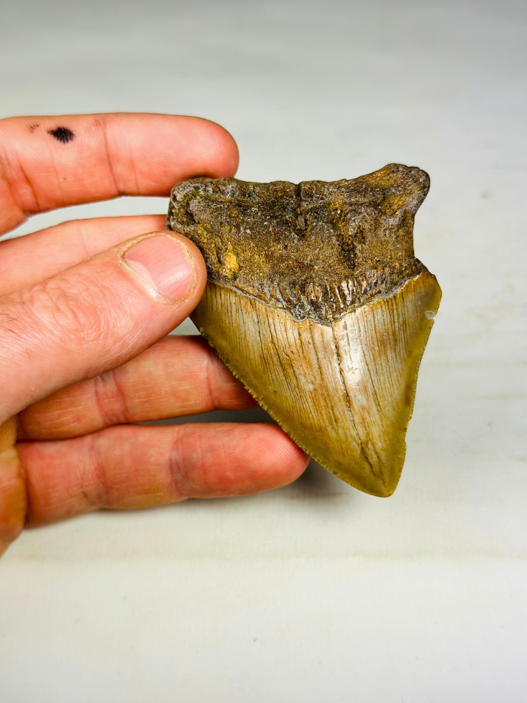 Megalodon tooth "The Prehistoric" (US) - 7.8 cm