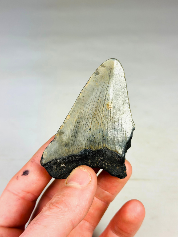 Dente di Megalodon ''Ancient Shield'' (USA) - 7,9 cm