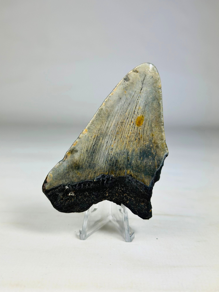 Dente di Megalodon ''Ancient Shield'' (USA) - 7,9 cm