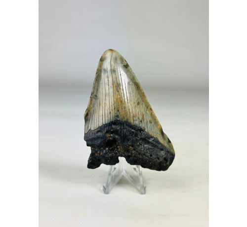 Megalodon-Zahn ''Ancient Shield'' (US) - 7,9 cm