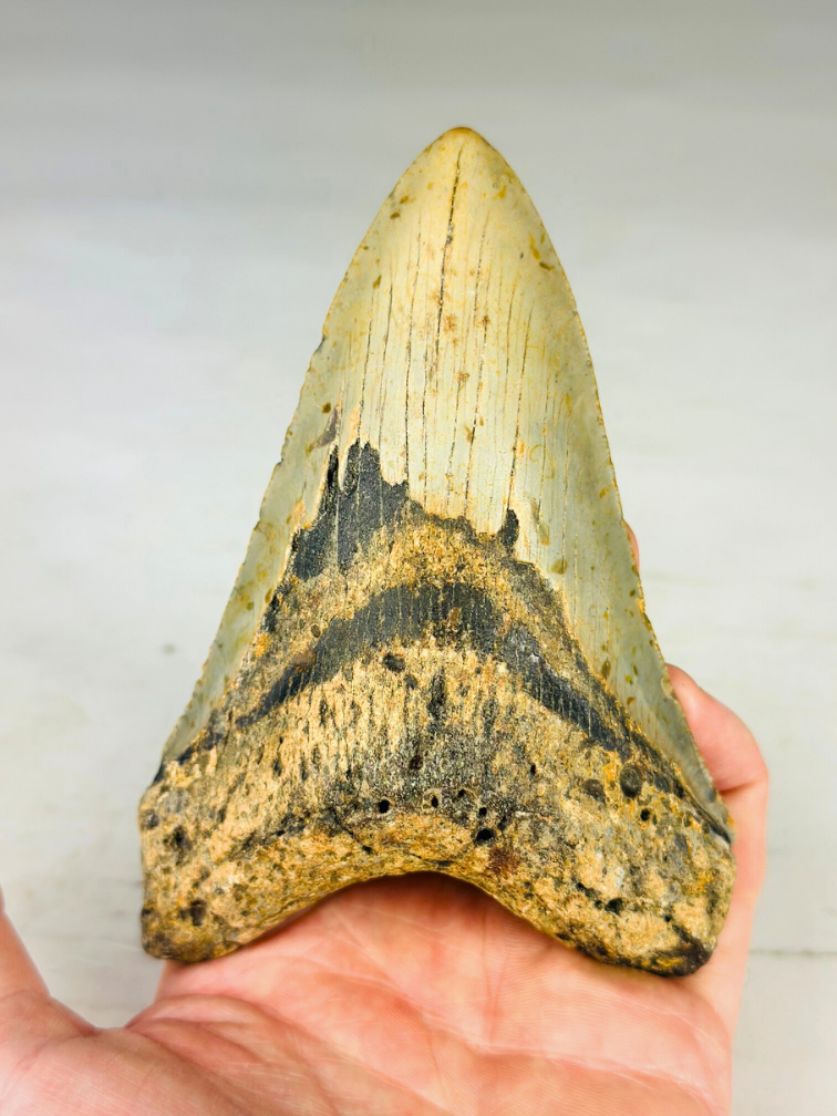 Dente di Megalodon "Shadow Veil" (USA) - 13,1 cm