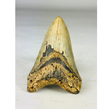 Dente di Megalodon "Shadow Veil" (USA) - 13,1 cm