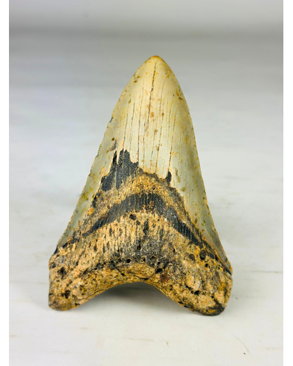 Megalodon tooth "Shadow Veil" (US) - 13,1 cm