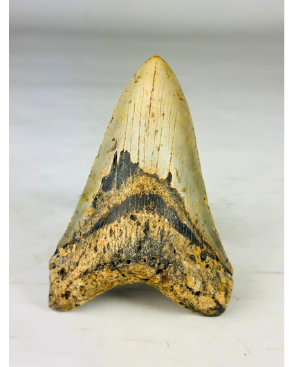 Megalodon-Zahn "Shadow Veil" (US) - 13,1 cm