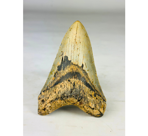 Diente de Megalodon "Shadow Veil" (US) - 13,1 cm