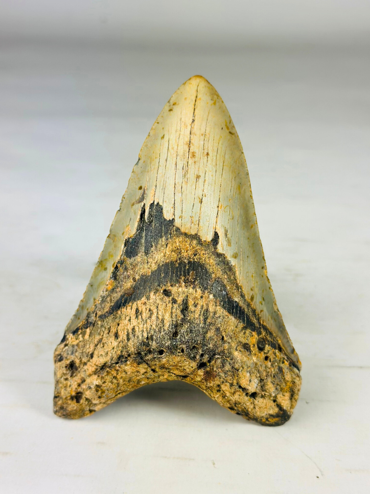 Megalodon tooth "Shadow Veil" (US) - 13,1 cm