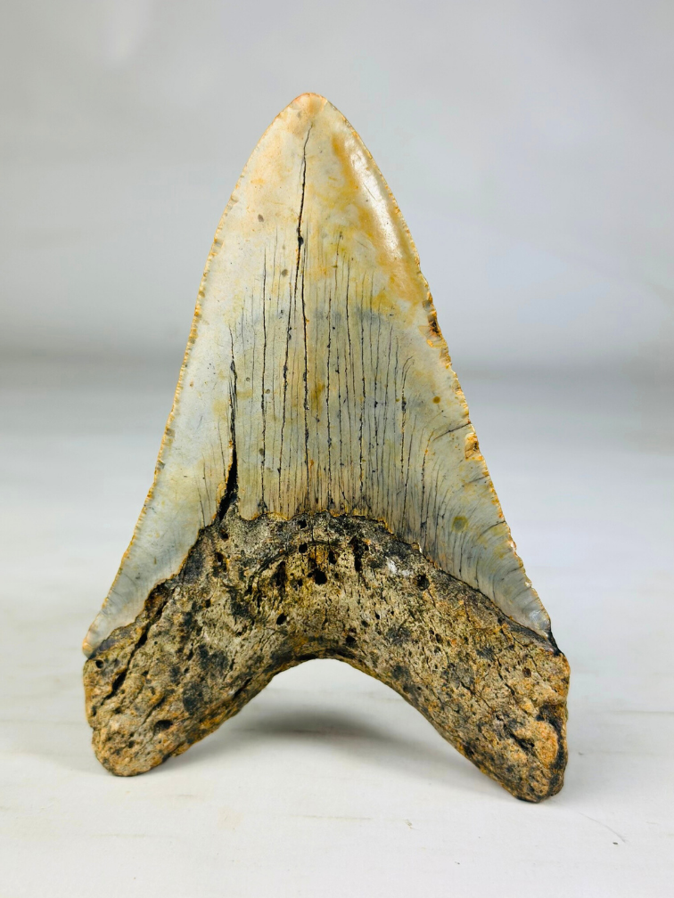 Dente di Megalodon "Shadow Veil" (USA) - 13,1 cm