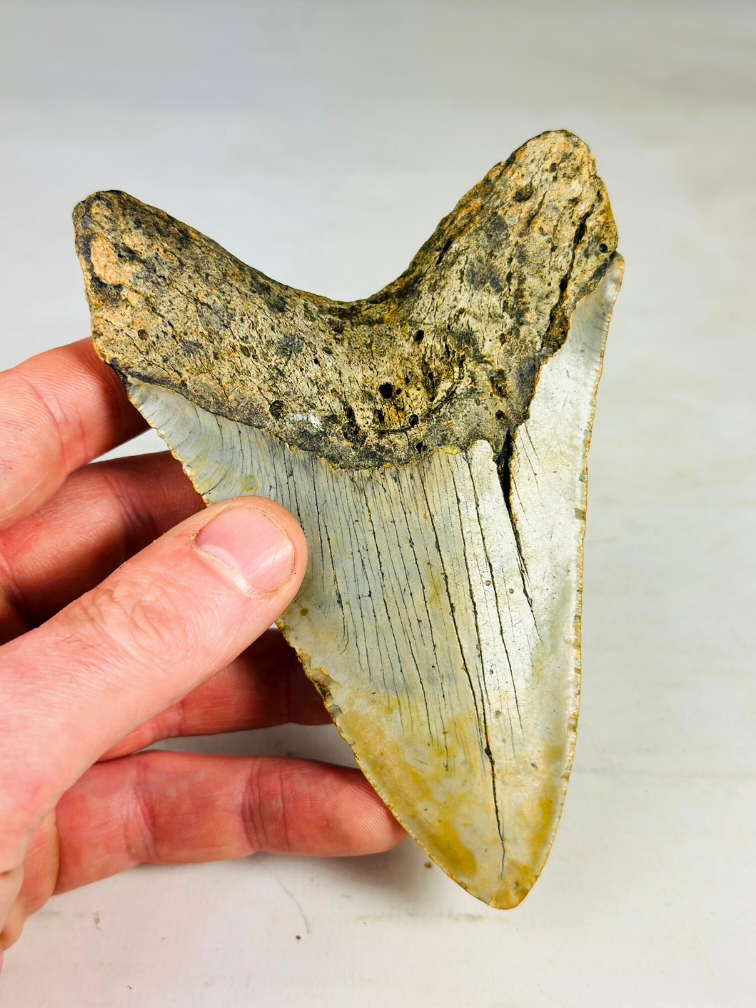 Dente di Megalodon "Shadow Veil" (USA) - 13,1 cm