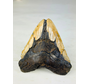 Diente de Megalodon "The Brute" (US) 14,5 cm