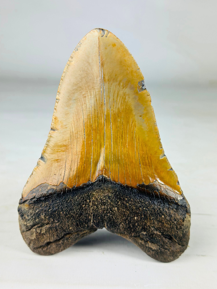 Dent de Megalodon "The Discovered" (US) - 14.6 cm (5.75 inches)