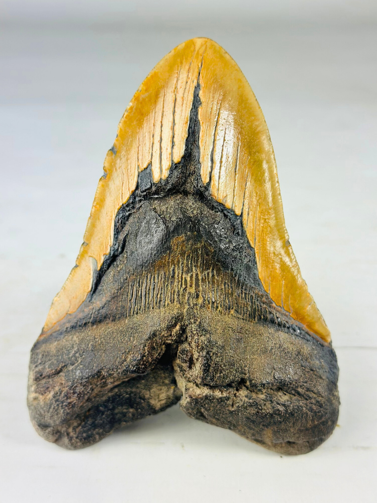 Dent de Megalodon "The Discovered" (US) - 14.6 cm (5.75 inches)