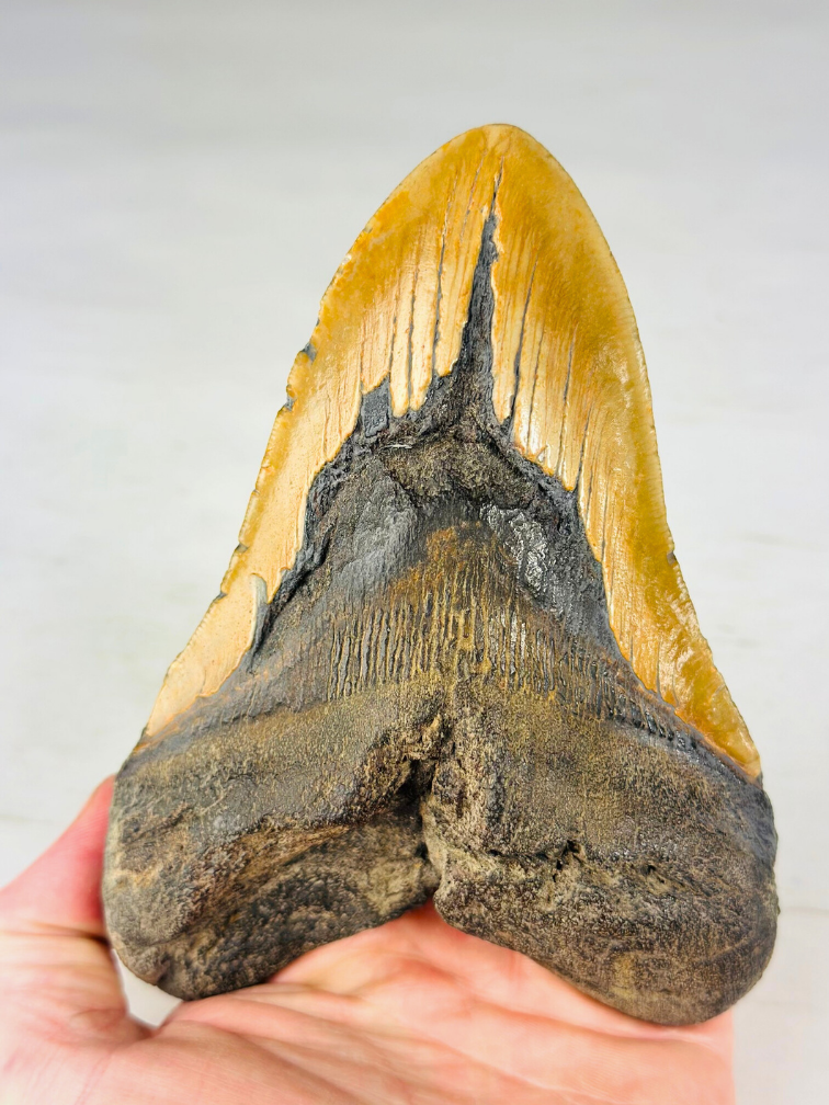 Dent de Megalodon "The Discovered" (US) - 14.6 cm (5.75 inches)