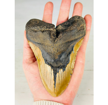 Dent de Megalodon "The Discovered" (US) - 14.6 cm (5.75 inches)