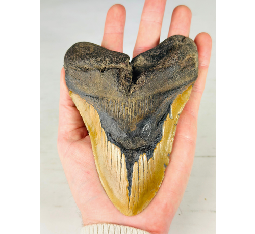 Dent de Megalodon "The Discovered" (US) - 14.6 cm (5.75 inches)