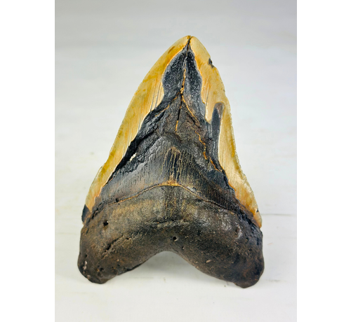 Megalodon tand 'Viking's Trust'  (VS) - 14,5 cm (5,71 inch)