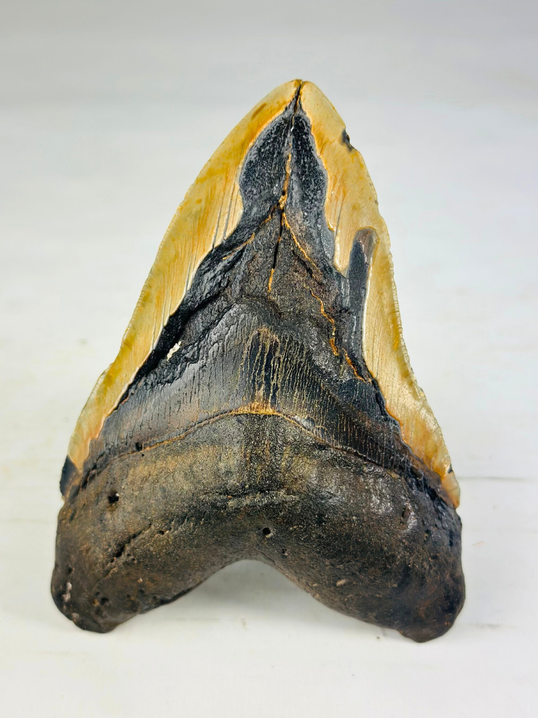 Megalodon tooth 'Viking's Trust' (US) - 14.5 cm (5.71 in)