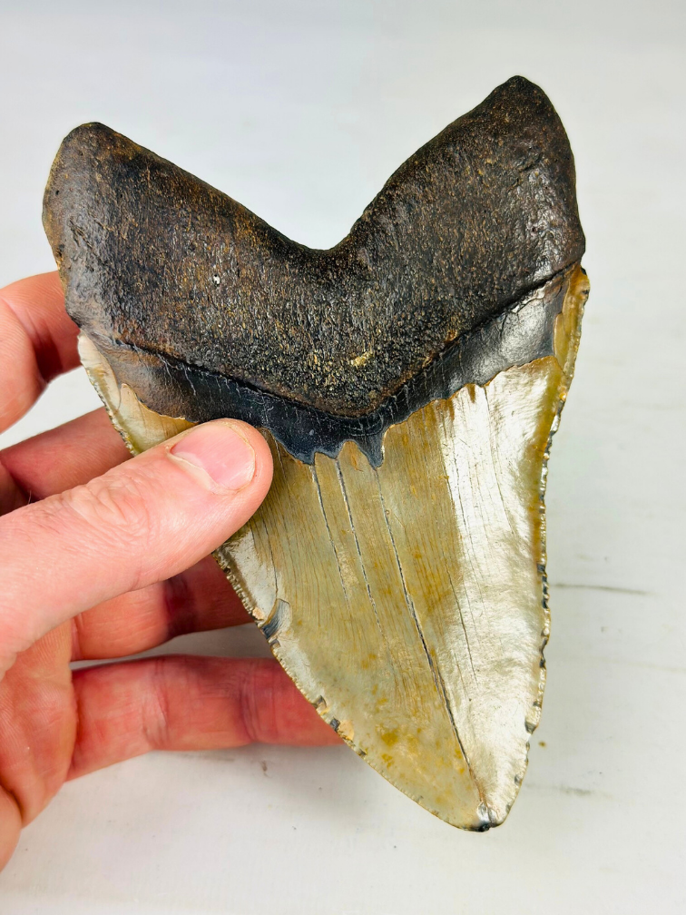 Dente di Megalodon 'Viking's Trust' (USA) - 14,5 cm (5,71 in)