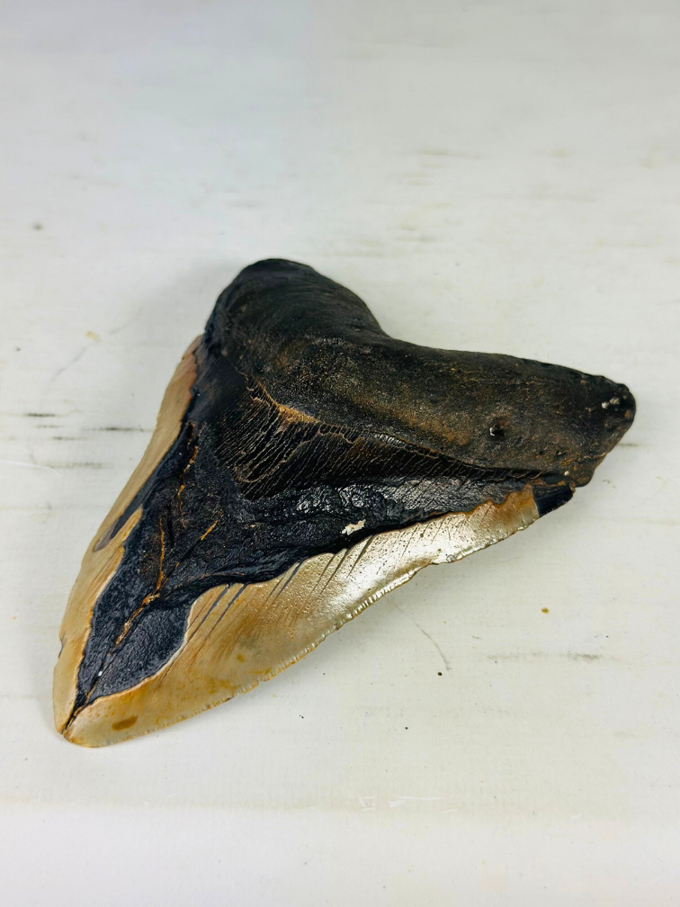 Megalodon tooth 'Viking's Trust' (US) - 14.5 cm (5.71 in)