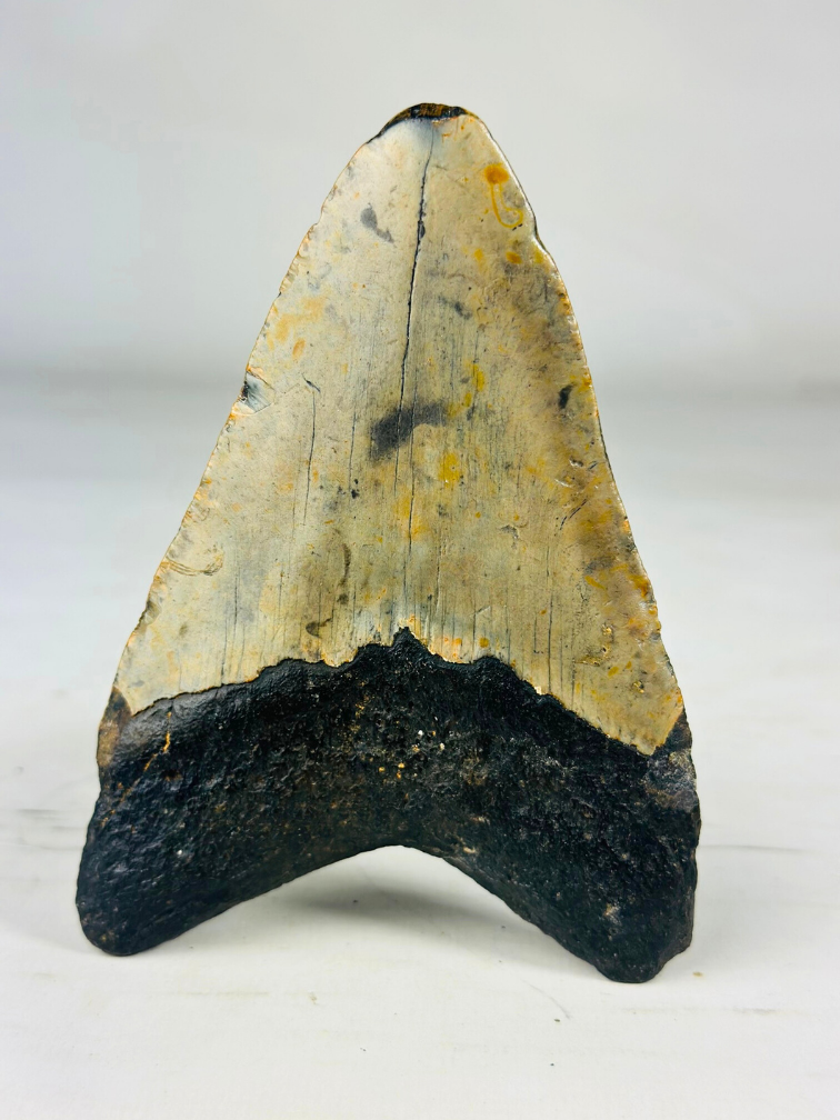 Dente di Megalodon "Digged Out" (USA) - 13 cm (5,12 pollici)