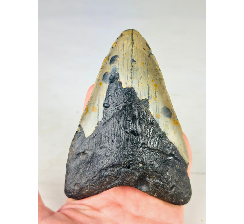 Megalodon Tooth "Digged Out" (US) - 13 cm (5.12 inches)