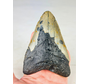 Dente di Megalodon "Digged Out" (USA) - 13 cm (5,12 pollici)