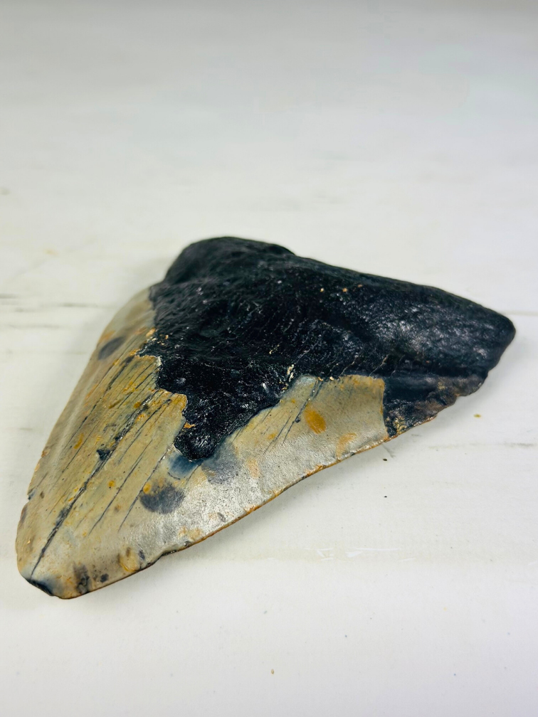 Megalodon Tooth "Digged Out" (US) - 13 cm (5.12 inches)