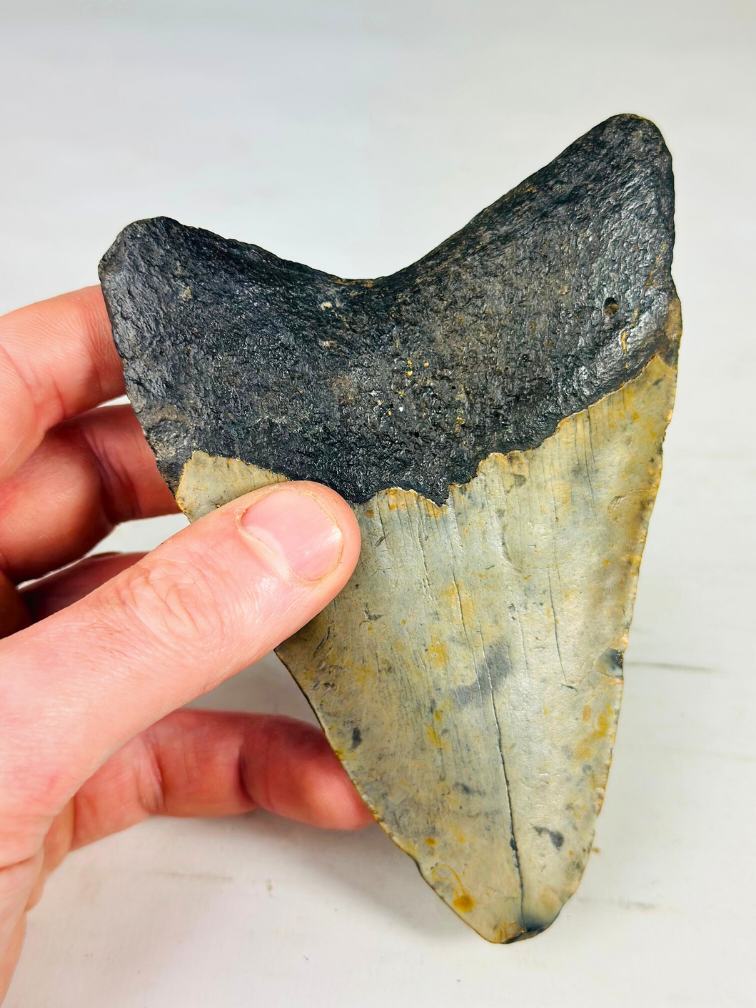 Megalodon Tooth "Digged Out" (US) - 13 cm (5.12 inches)