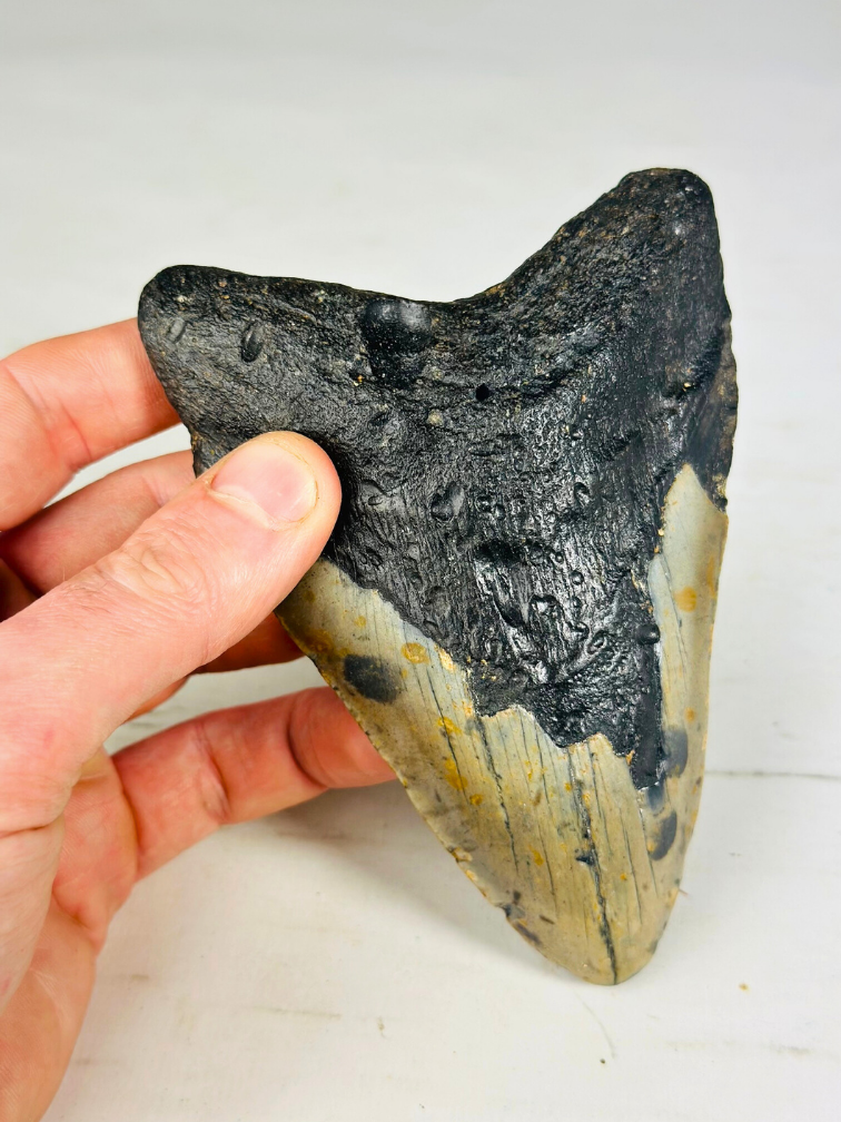 Dente di Megalodon "Digged Out" (USA) - 13 cm (5,12 pollici)