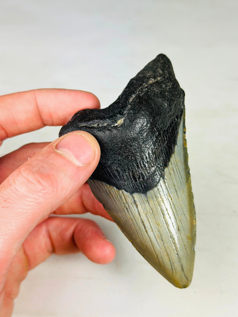 Dente di megalodonte " The Dagger" (USA) - 10,5 cm