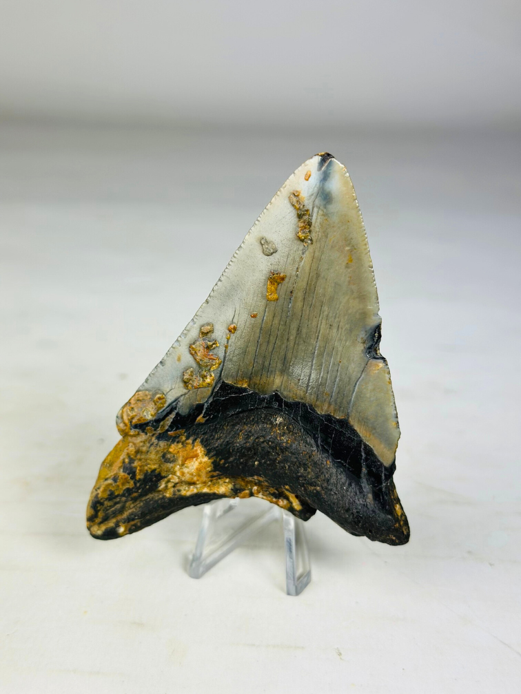 Megalodon Tooth "Pride of Darkness" (US) -  9,1 cm