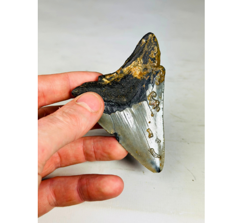 Diente de Megalodon "Pride of Darkness" (US) - 9,1 cm