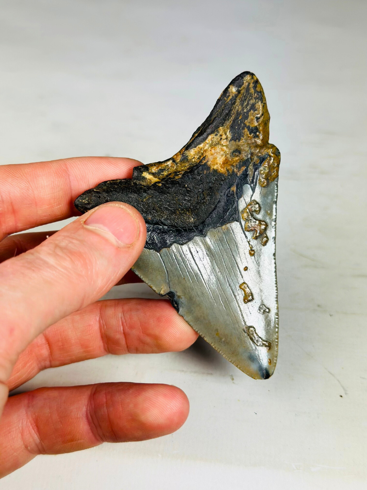 Dente di Megalodonte "Pride of Darkness" (USA) - 9,1 cm