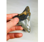 Megalodon Tooth "Pride of Darkness" (US) -  9,1 cm