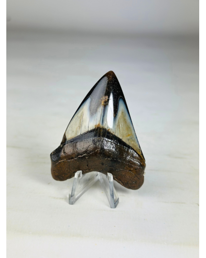 Megalodon Tooth "Crest of Assasins" (US) -  6,4 cm