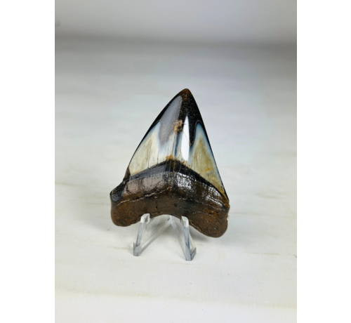 Megalodon Tooth "Crest of Assasins" (US) -  6,4 cm