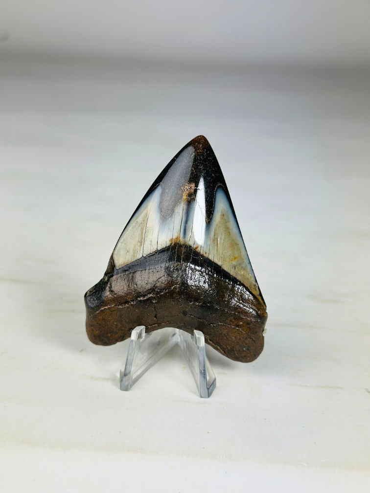 Megalodon Tooth "Crest of Assasins" (US) -  6,4 cm