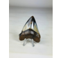 Megalodon-Zahn "Crest of Assasins" (US) -  6,4 cm