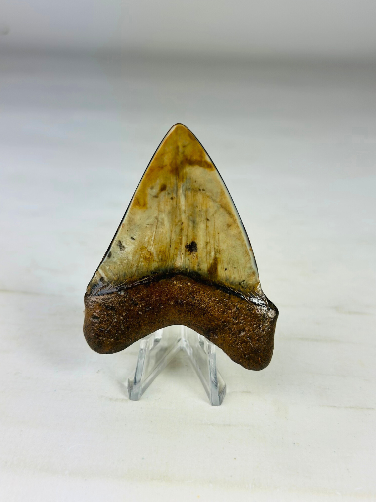 Megalodon-Zahn "Crest of Assasins" (US) -  6,4 cm