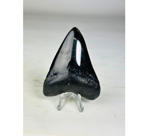 Megalodon-zahn "Crest of Clerics" (US) - 7,4 cm