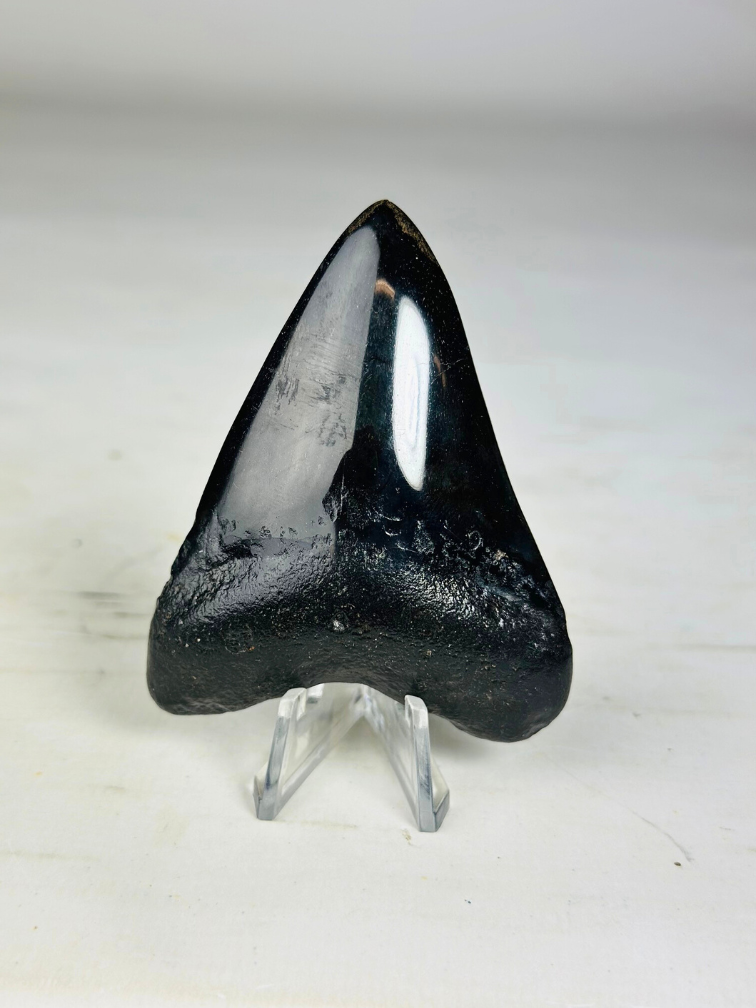 Megalodon-zahn "Crest of Clerics" (US) - 7,4 cm