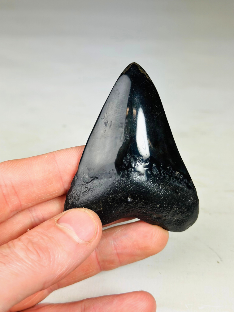 Megalodon-zahn "Crest of Clerics" (US) - 7,4 cm