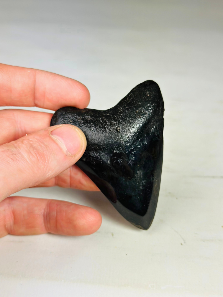 Dente di Megalodon "Crest of Clerics" (USA) - 7,4 cm